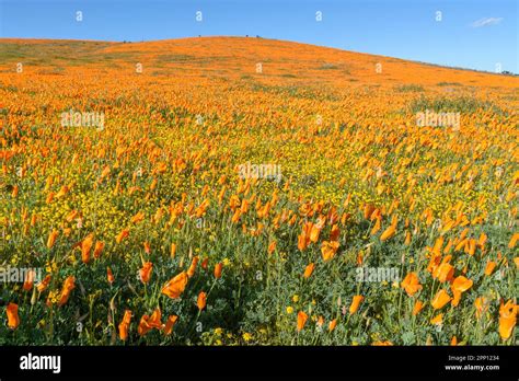 Weather Conditions Produced Poppy And Wildflower Super Blooms In