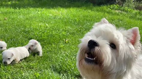 Adorable westie puppies playing with their mom. West Highland White ...