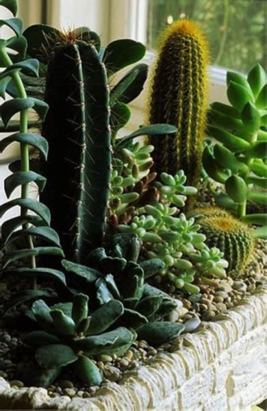 Plantas De Poca Agua Que Puedes Poner En Tu Terraza Terrazachic