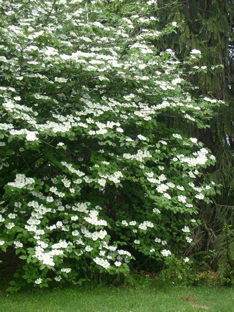 36 Best Hedge and Windbreak plants images | Plants, Garden, Hedges