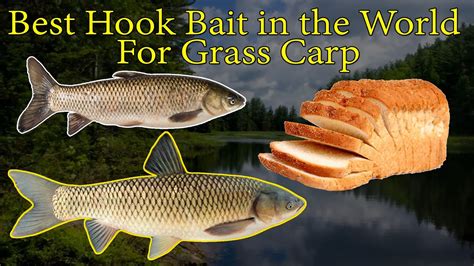 Best Hook Bait In The World For Grass Carp Youtube