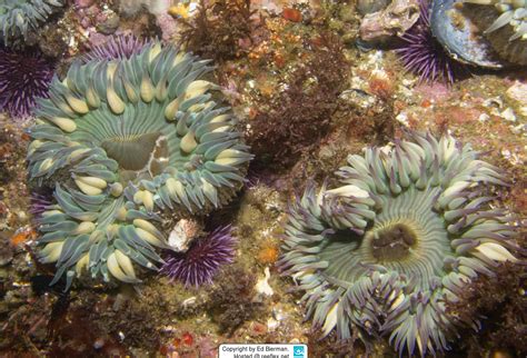 Anthopleura Elegantissima Aggregating Anemone Clonal Anemone