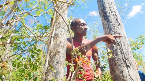 À la découverte de l’arbre Katrafay à Madagascar