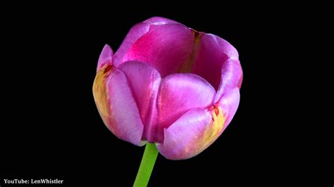 109 Growing Tulip Time Lapse Photography Youtube