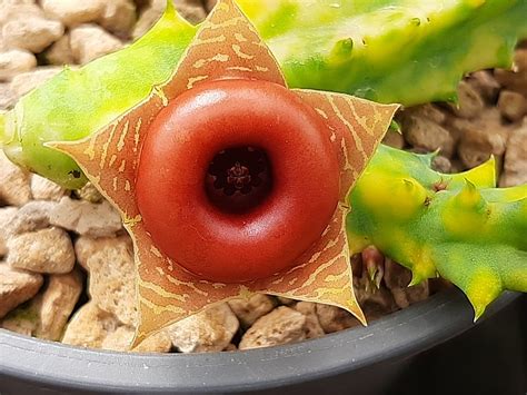 Fotogalerie Huernia Zebrina Variegata Exoticke Rostliny Cz