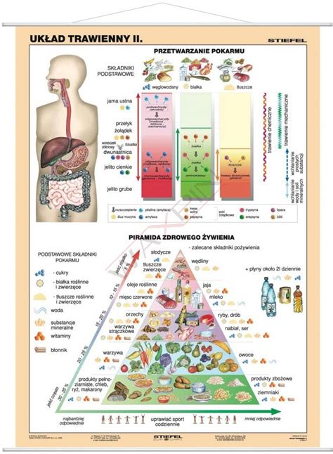 Uk Ad Pokarmowy Cz Owieka Piramida Zdrowego Ywienia Cz Ii