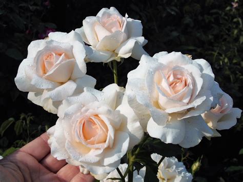 ’CHANDOS BEAUTY’ – Polskie Towarzystwo Różane