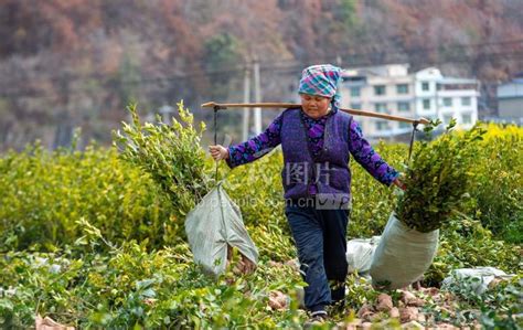 贵州从江：油茶育苗备春耕 人民图片网