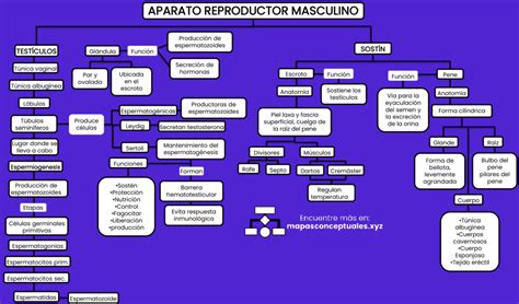 Mapas Conceptuales Aparato Reproductor Masculino 【descargar】