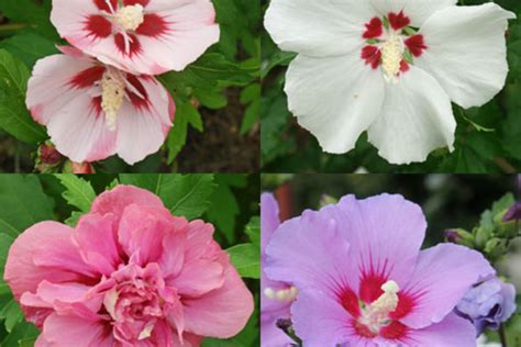 Hibiscus syriacus