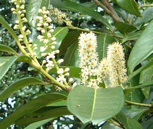 Seasonal Wild Flowers - Cherry Laurel