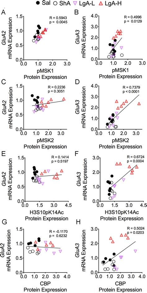 Glua3 Mrna Correlated With Pmsk1 Pmsk2 H3s10pk14ac And Cbp Protein