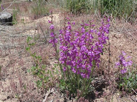 Native Plants of the Great Basin and Nearby: Desert Mountain Visits