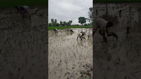 Dhan Ki Fasal Munji Ka Mosam Peddy Farming Peddy Farming In