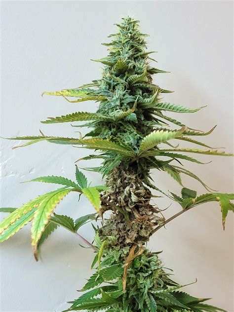 How To Identify And Get Rid Of Cannabis Bud Rot Or Mold