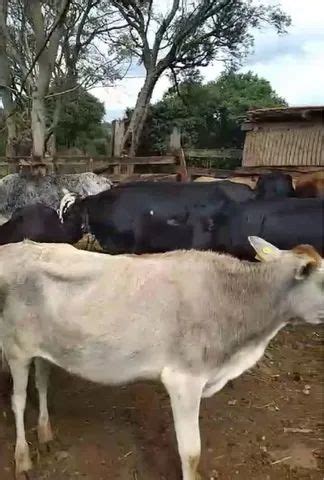 Vaca Leiteira Animais Para Agropecu Ria No Brasil