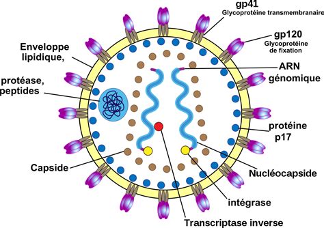 Virus De Limmunodéficience Humaine — Wikipédia