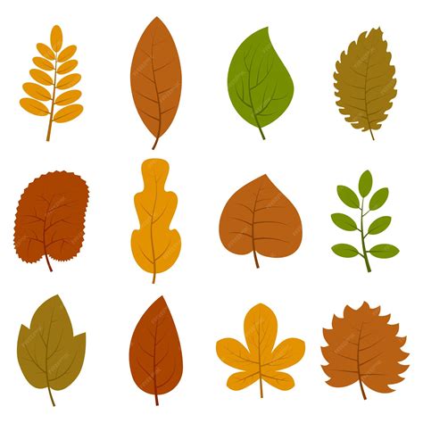 Premium Vector Set Of Twelve Different Autumn Leaves Isolated On