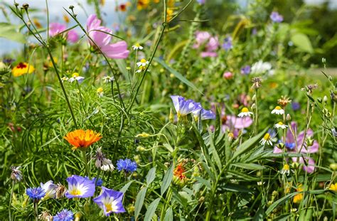 Preparing a Wildflower Meadow - CountryLife Blog