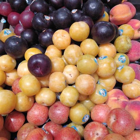 Plumcot