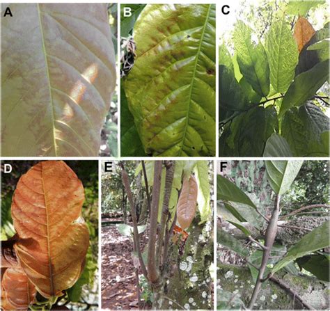 Chocolate Under Threat From Old And New Cacao Diseases Phytopathology®