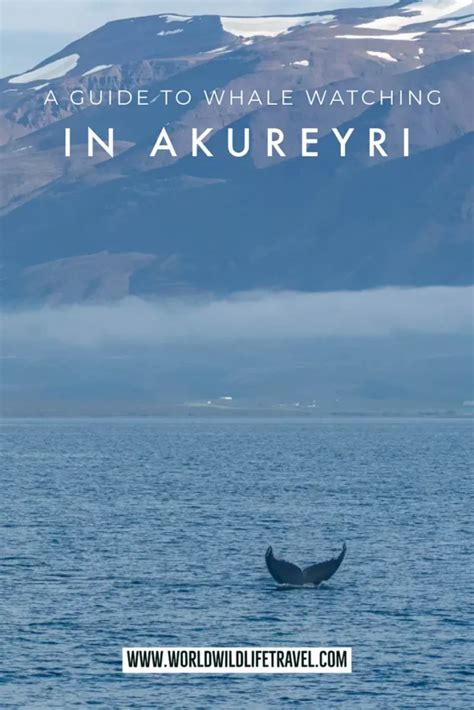 The Best Guide To Whale Watching In Akureyri Iceland World Wildlife