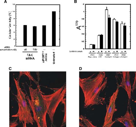 Figure 2 From Focal Adhesion Kinase Signaling Pathways Regulate The