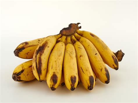 Lady Finger Bananas.Cavendish Bananas. Stock Image - Image of bunch ...