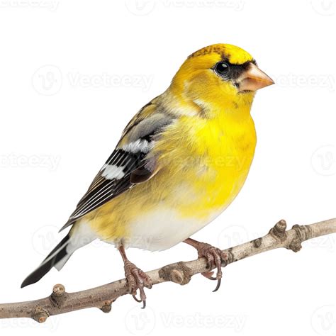 Bright Yellow American Goldfinch Bird, Isolated Background 45961924 PNG
