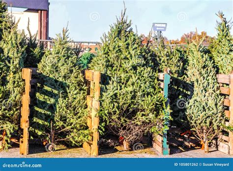 Live Christmas Trees For Sale In A City Lot Arranged According To Size