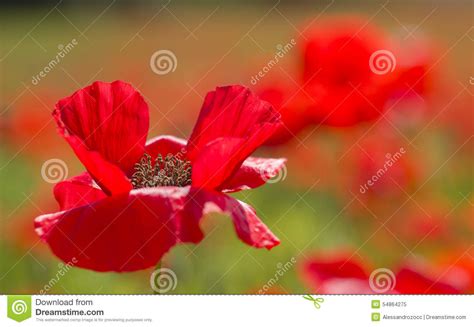 Flores Comuns Da Papoila Rhoeas Do Papaver Imagem De Stock Imagem De