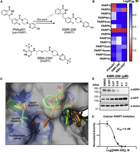 Structurally Distinct Parp7 Inhibitors Provide New Insights Into The