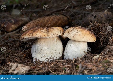 Edible Mushroom Boletus Edulis In The Spruce Forest Known As King