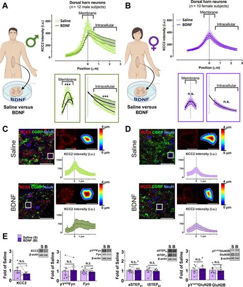 In Contrast To Males Ex Vivo BDNF Treatment Does Not Activate Markers