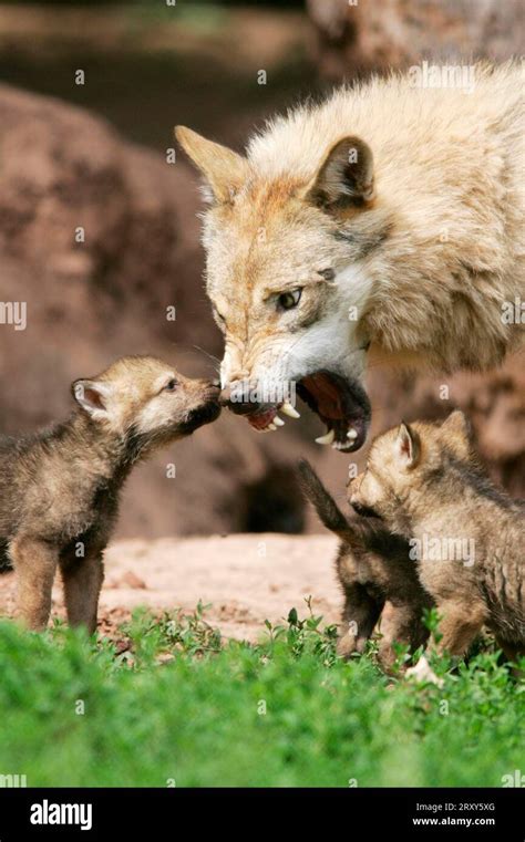 Gray wolf (Canis lupus) with cubs, Gray wolf with young, young Stock ...