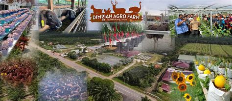 Tentang Kami D Impian Agro Farm By Coach Bahar Tempat Menarik Di