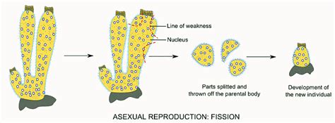 Porifera: Reproduction - Zoology Optional Notes for UPSC PDF Download