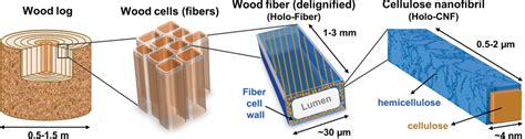 Cellulose In Wood