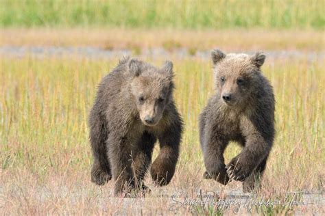 Running Bear Cubs Shetzers Photography