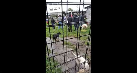 Desalojan A 270 Perros De Un Refugio En Calderón Primera Plana