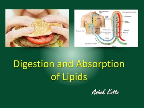 Digestion And Absorption Of Lipids Ppt