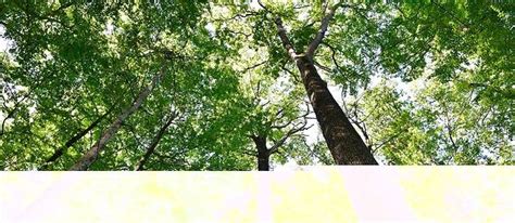 Face au changement climatique le visage bouleversé de la forêt française