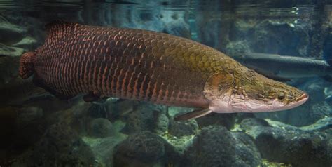 Arapaima Fishing Learn About This Fascinating Fish Species