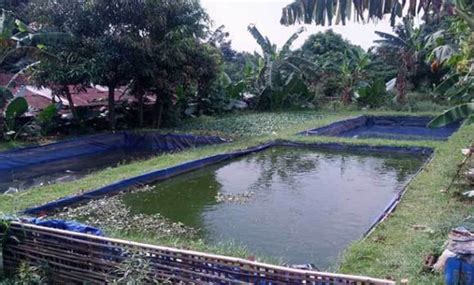 Cara Budidaya Ikan Nila Di Kolam Terpal Agar Cepat Panen Bagi Pemula