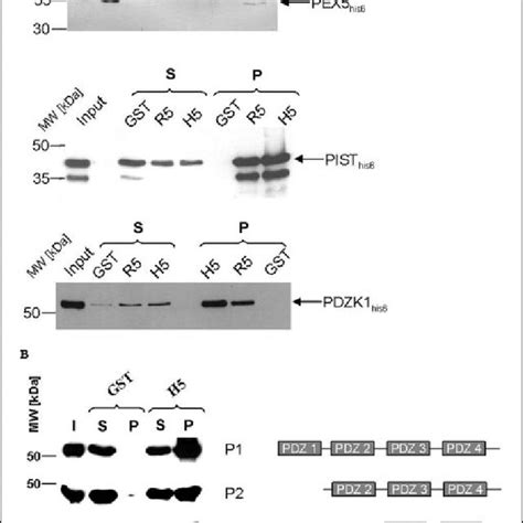 Interaction Of PDZ Domain Proteins With Mouse SSTR5 In Transfected