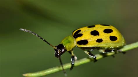 Striped Cucumber Beetle