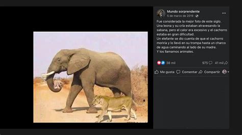 No La Foto De La Leona Y El Elefante Cargando Un Le N Cachorro No Es