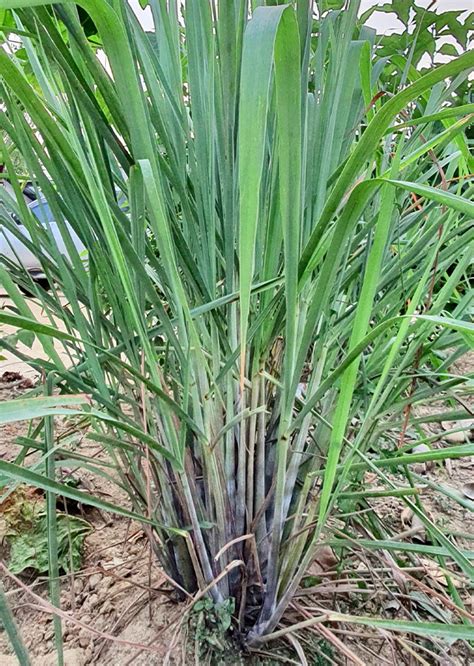 Cymbopogon Nardus