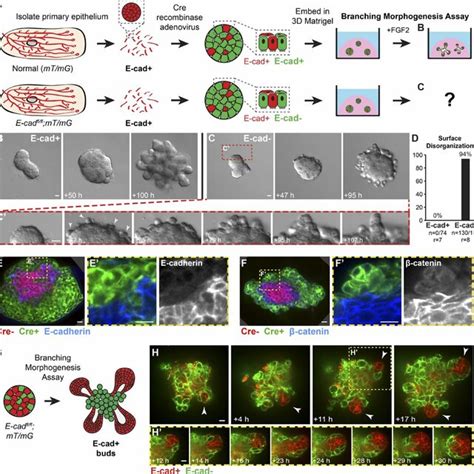 Loss Of E Cad Inhibited Branching Morphogenesis And Induced Epithelial