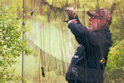 Las Redes De Niebla En Estudios De Avifauna Y Murci Lagos